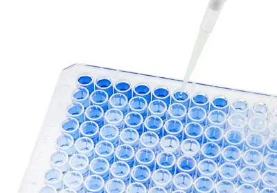 Pipette dispensing blue liquid into a multi-well plate. Pipette dispensing blue liquid into a multi-well plate.